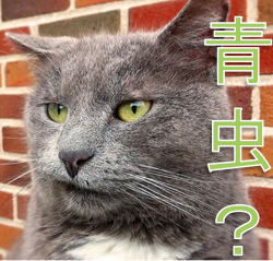 アオムシ対策に困ってる人、あつまれ！