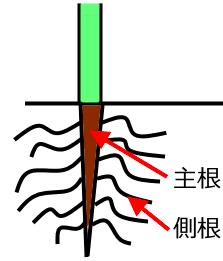 茎か根っこか問題